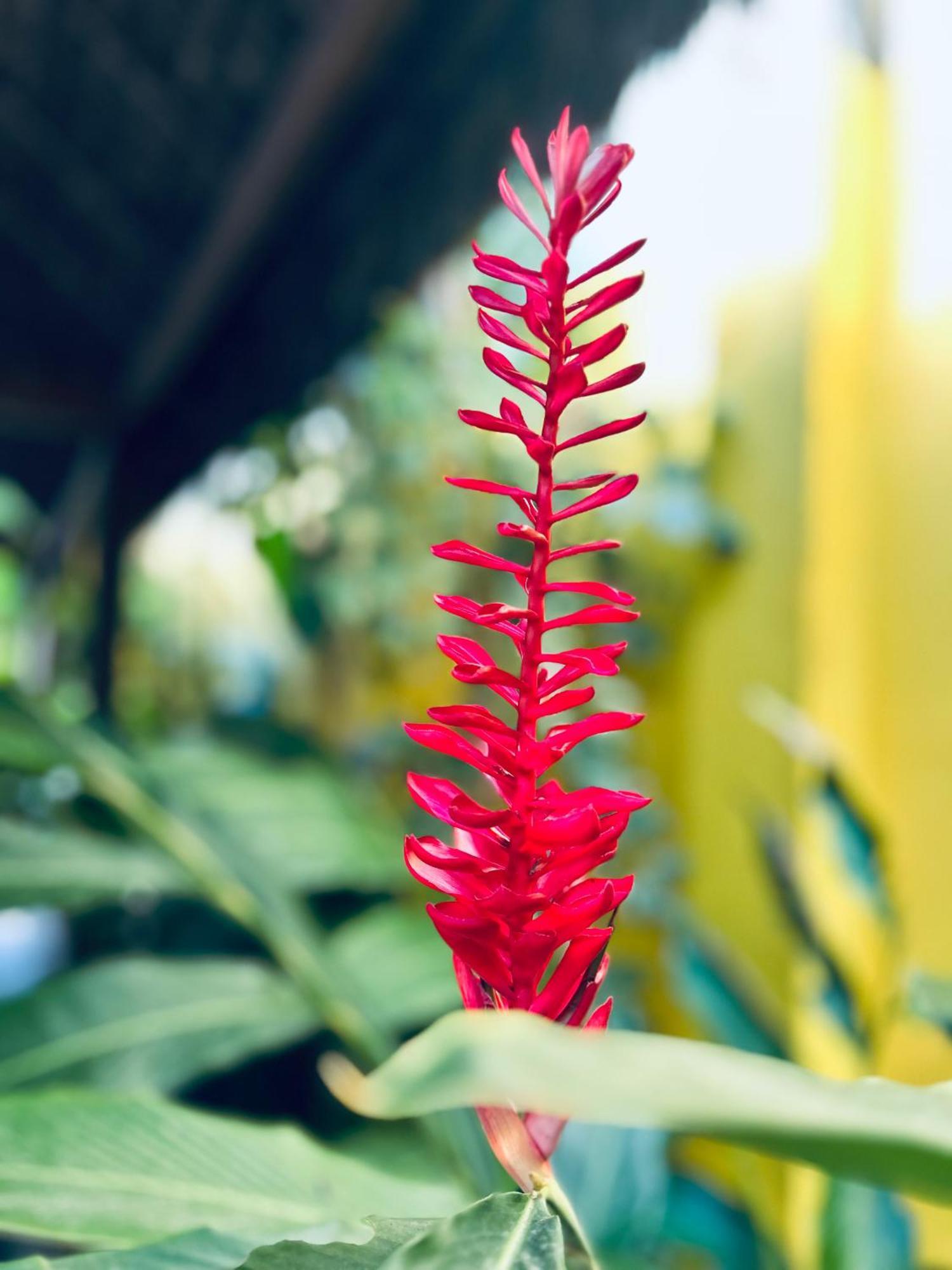 Pousada Velha Boipeba 外观 照片